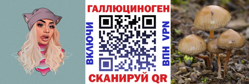 купить наркотики цена  Чекалин  Псилоцибиновые грибы Psilocybe 